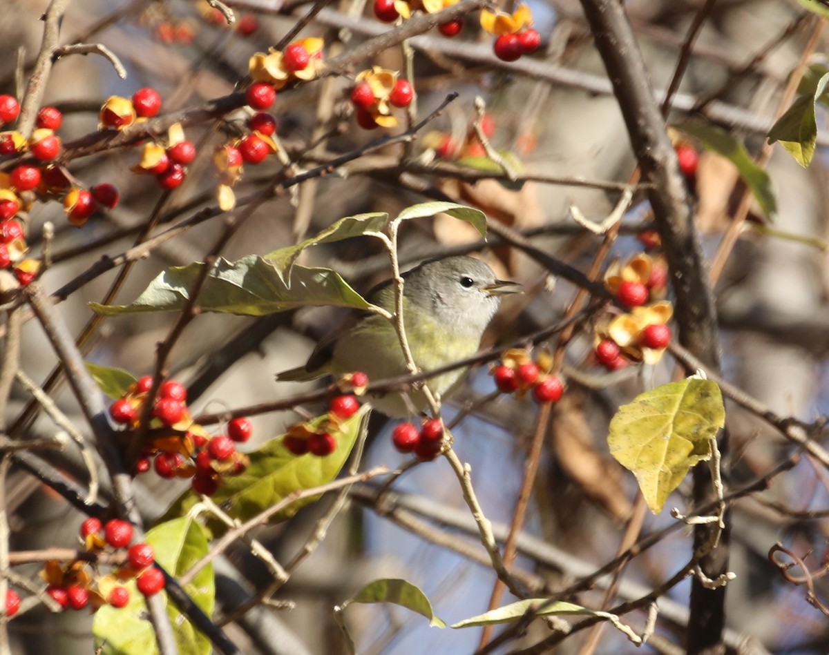 Orange-crowned Warbler - John Oshlick