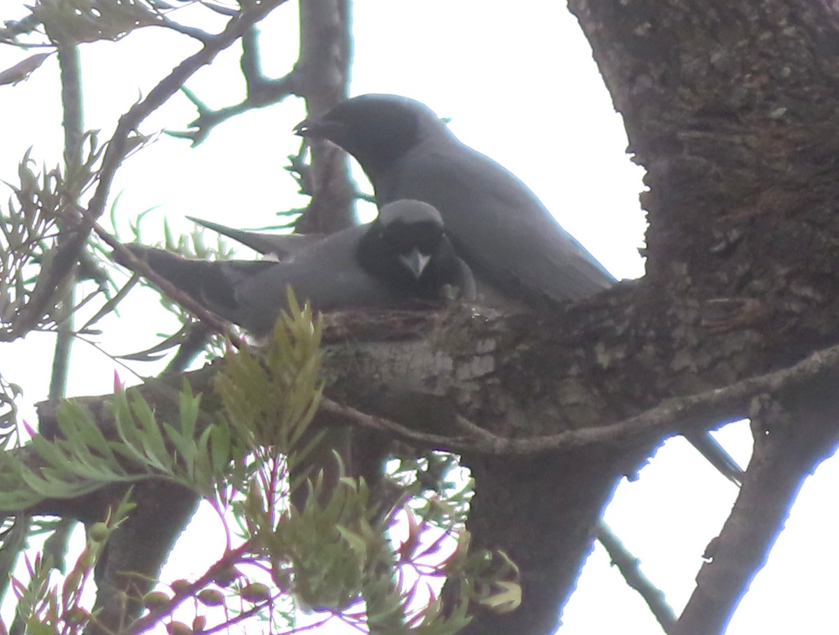 Black-faced Cuckooshrike - ML611554779