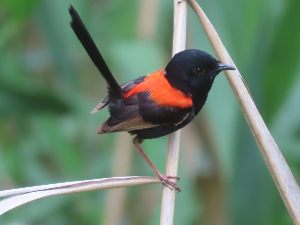 Red-backed Fairywren - ML611554796