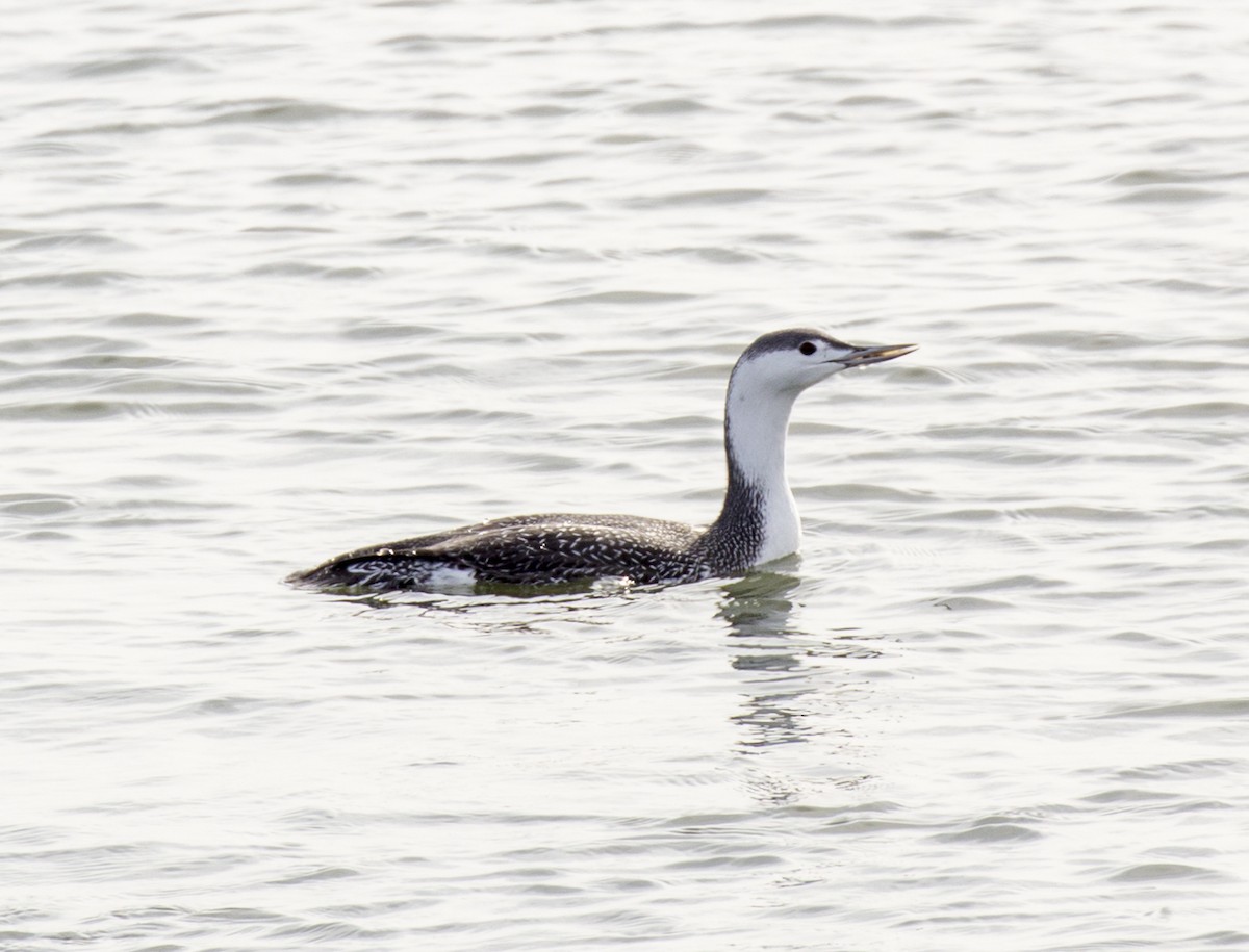 Red-throated Loon - ML611554799