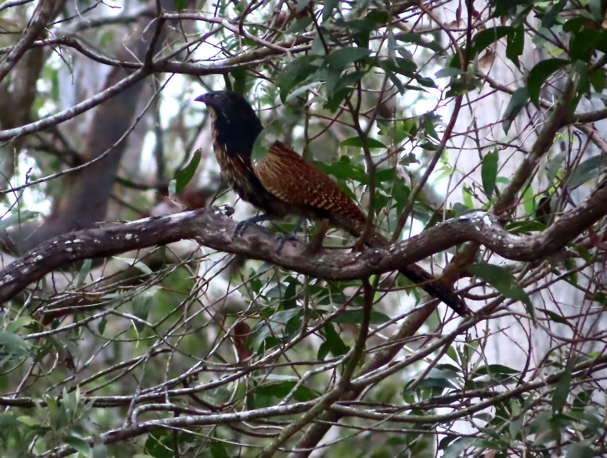 Pheasant Coucal - ML611554843