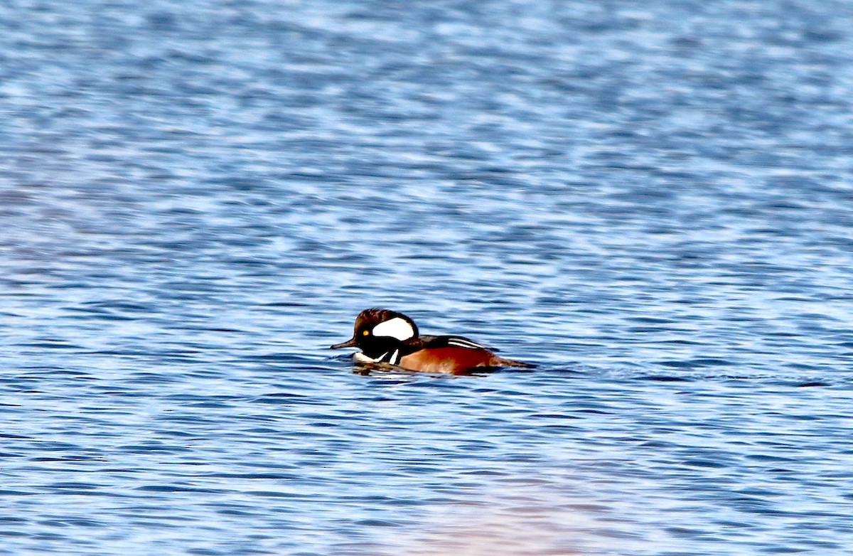 Hooded Merganser - Nick Dawson