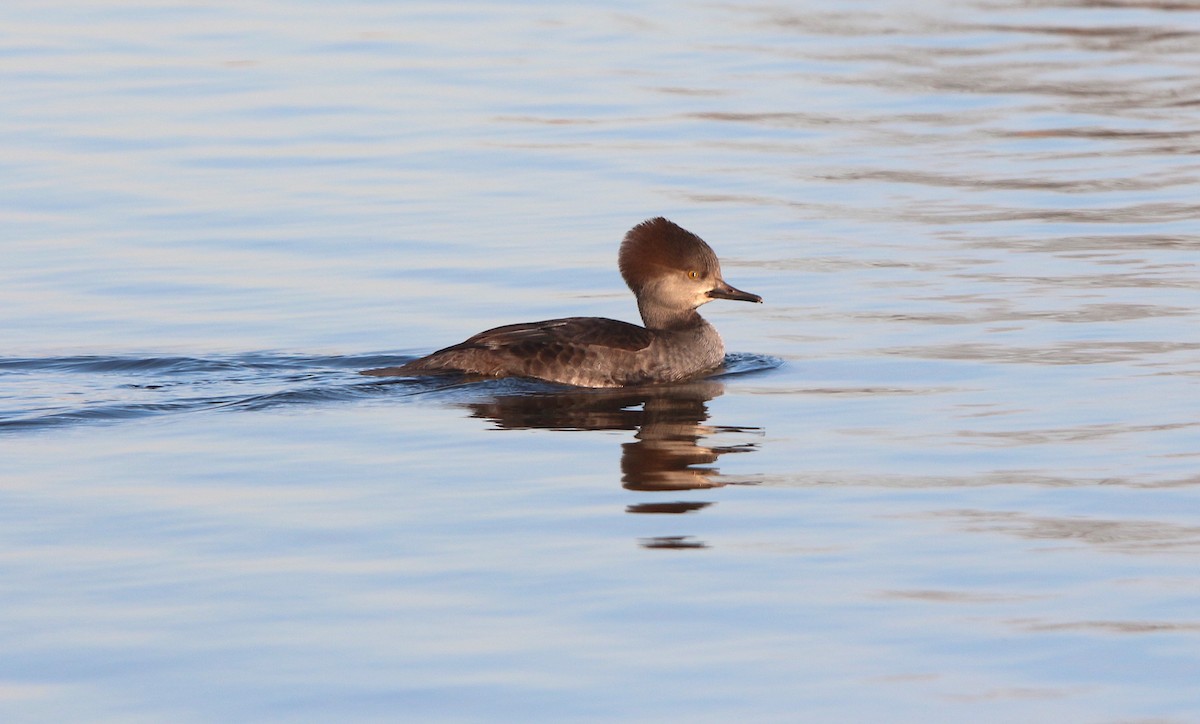 Hooded Merganser - Nick Dawson