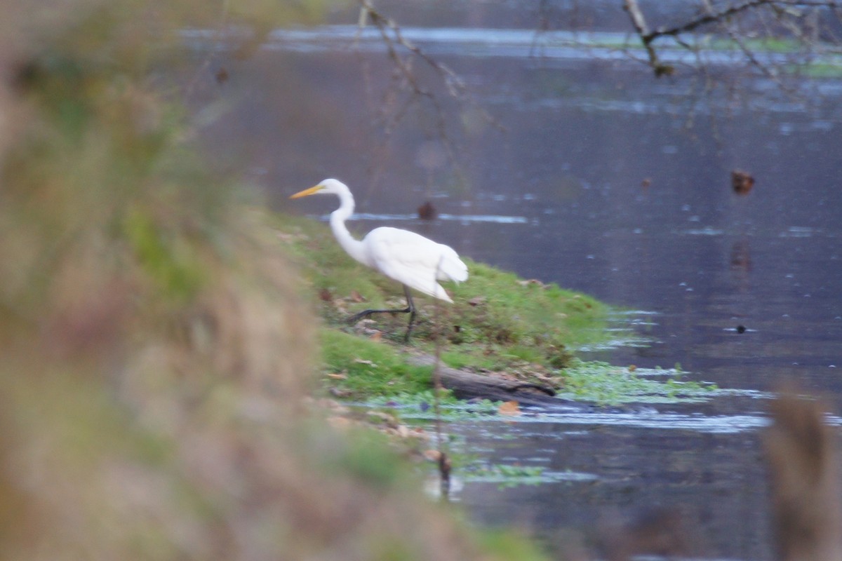 Great Egret - ML611554873