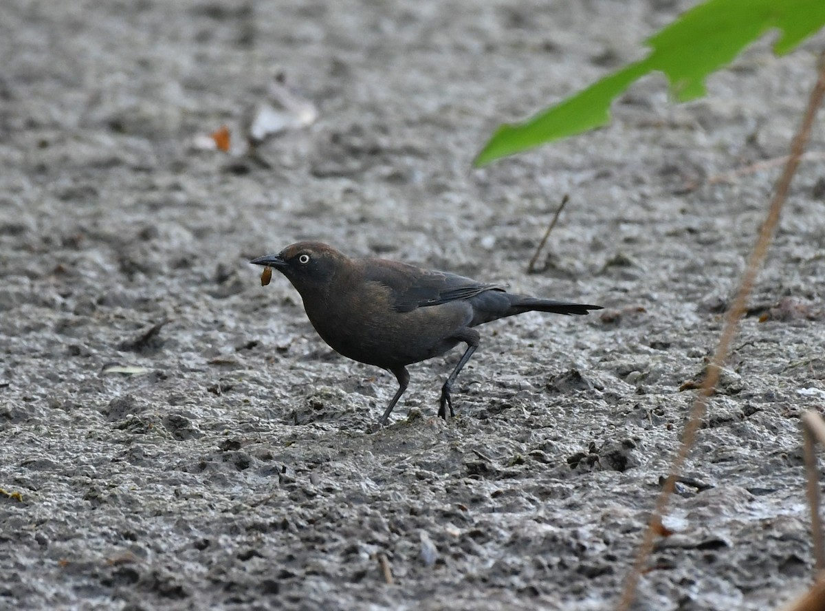 Rusty Blackbird - ML611554916