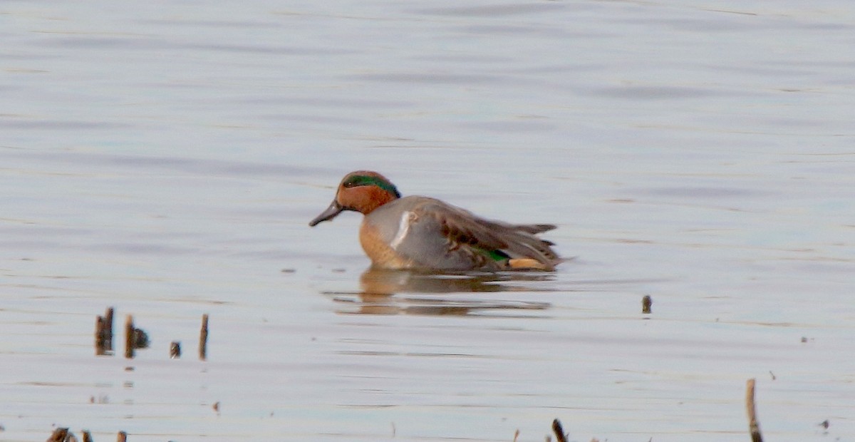 Green-winged Teal (American) - ML611554936