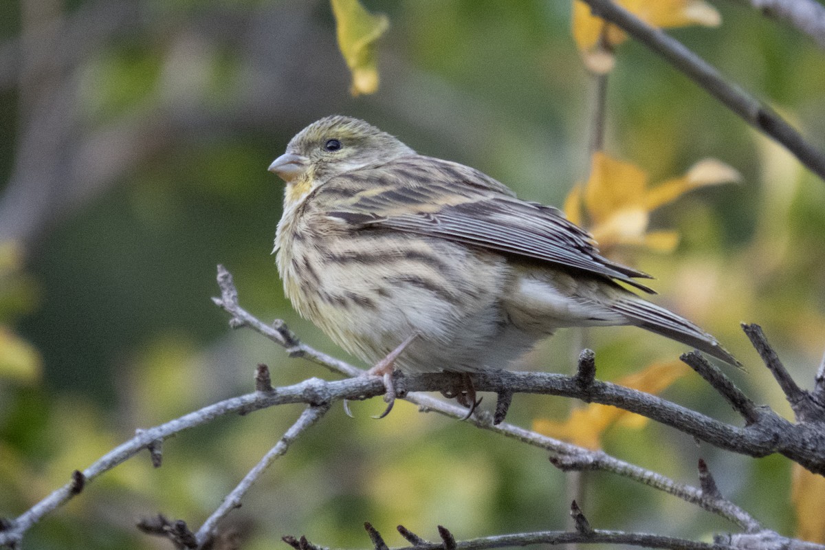 European Serin - ML611554946