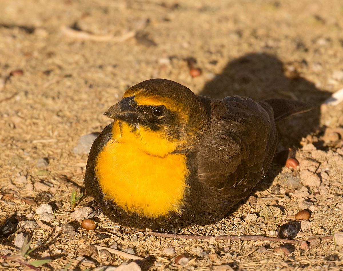 Yellow-headed Blackbird - ML611555033