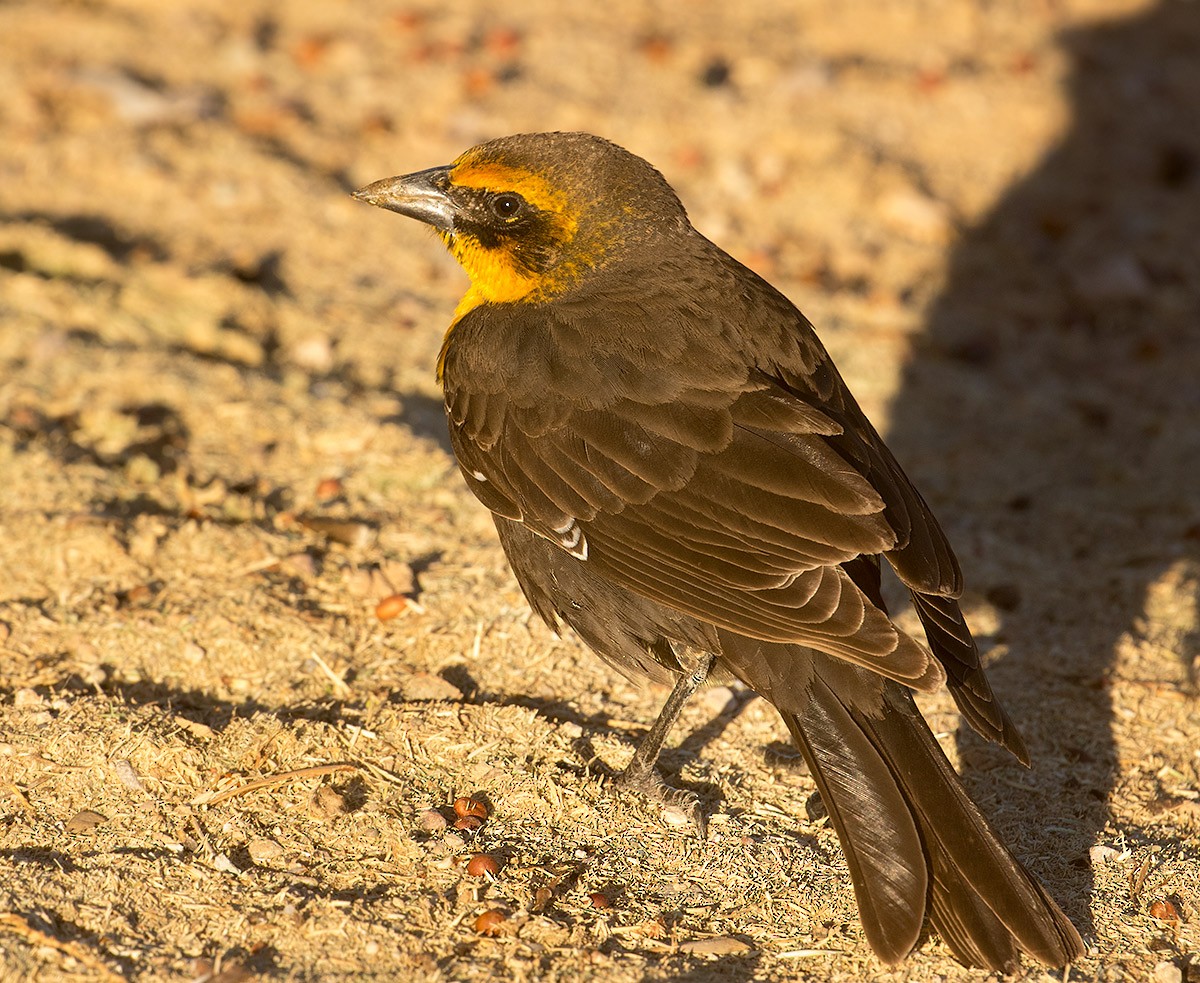 Yellow-headed Blackbird - ML611555034