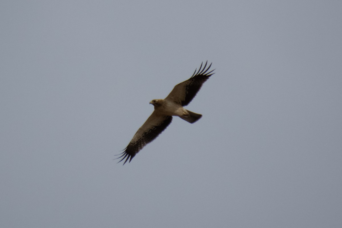 Booted Eagle - ML611555039