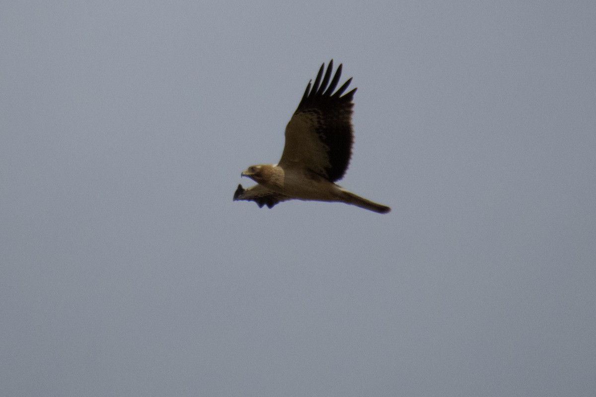 Booted Eagle - ML611555040