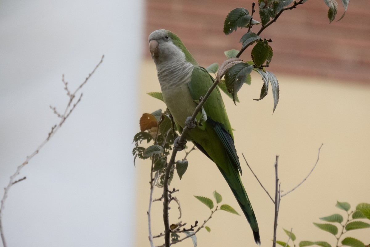Monk Parakeet - ML611555139