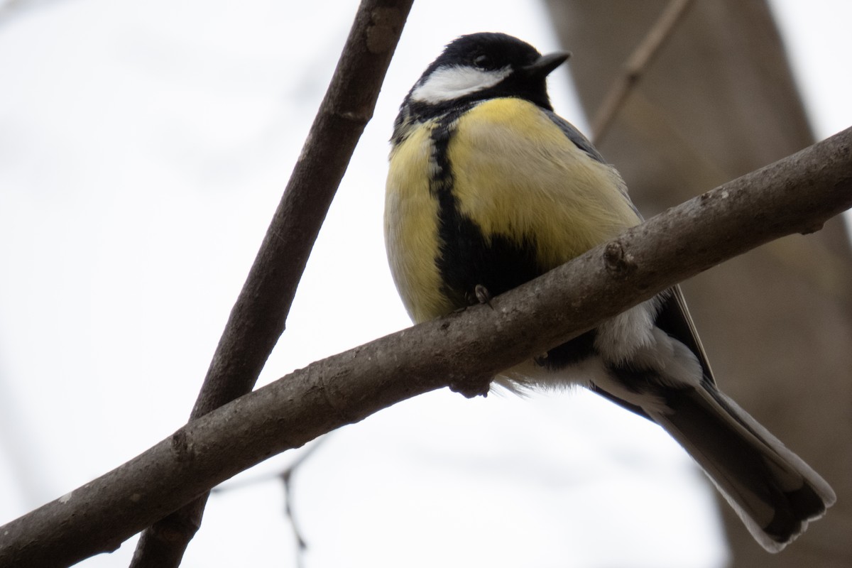 Great Tit - ML611555148