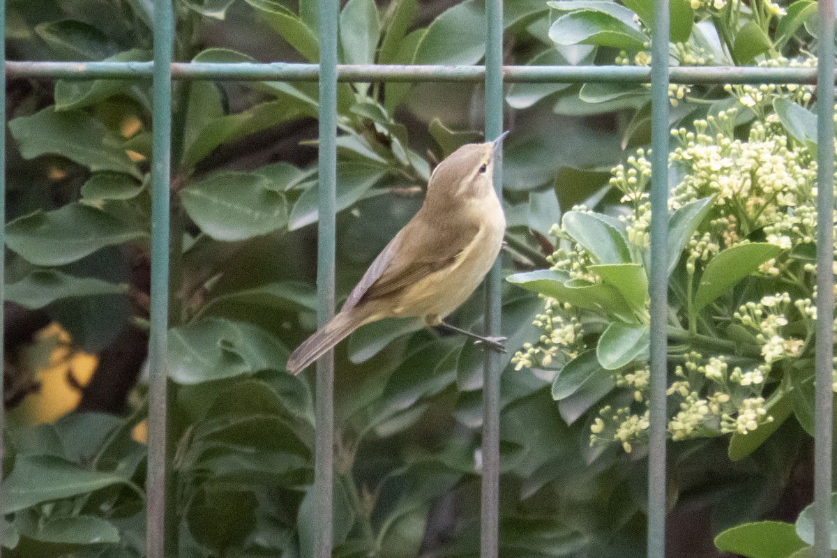Common Chiffchaff - ML611555163