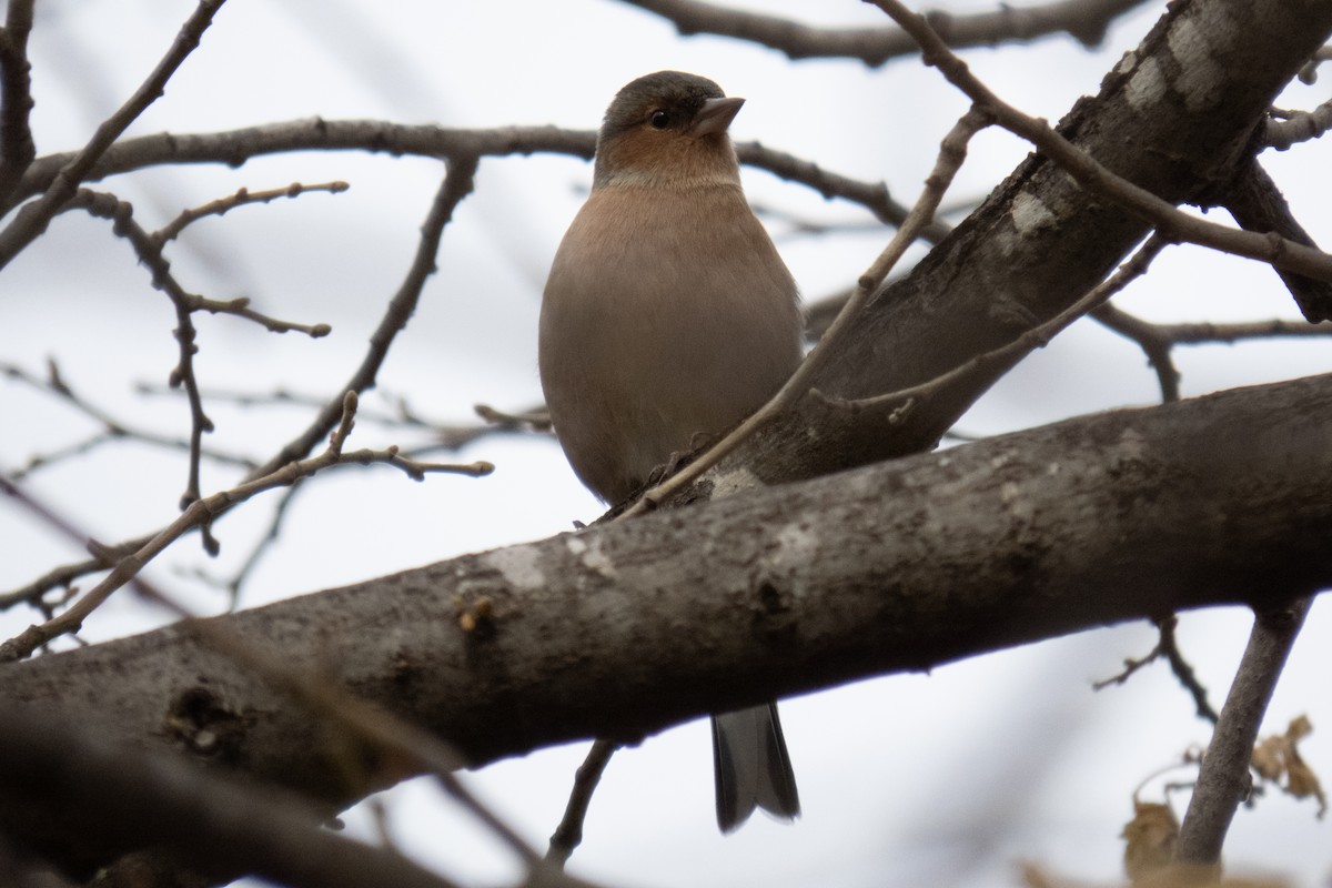 Common Chaffinch - ML611555190