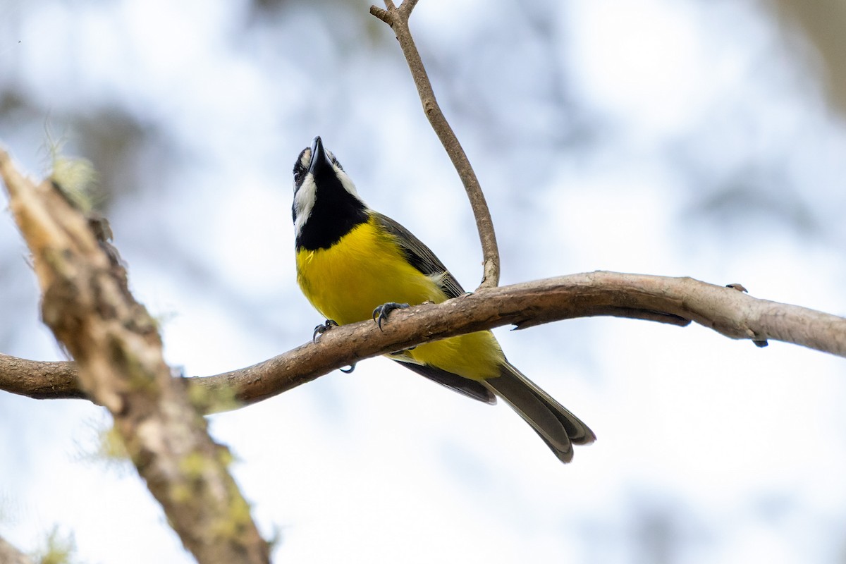 Eastern Shrike-tit - Steve Popple