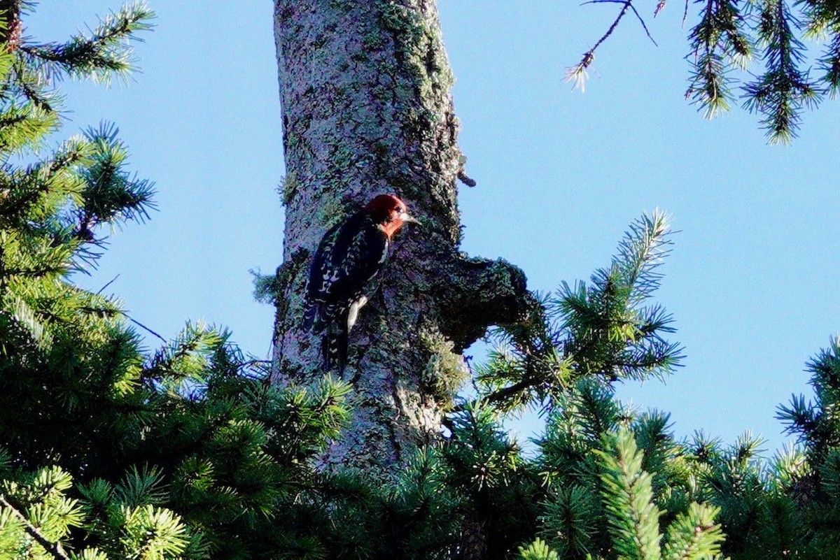 Red-breasted Sapsucker - ML611555321