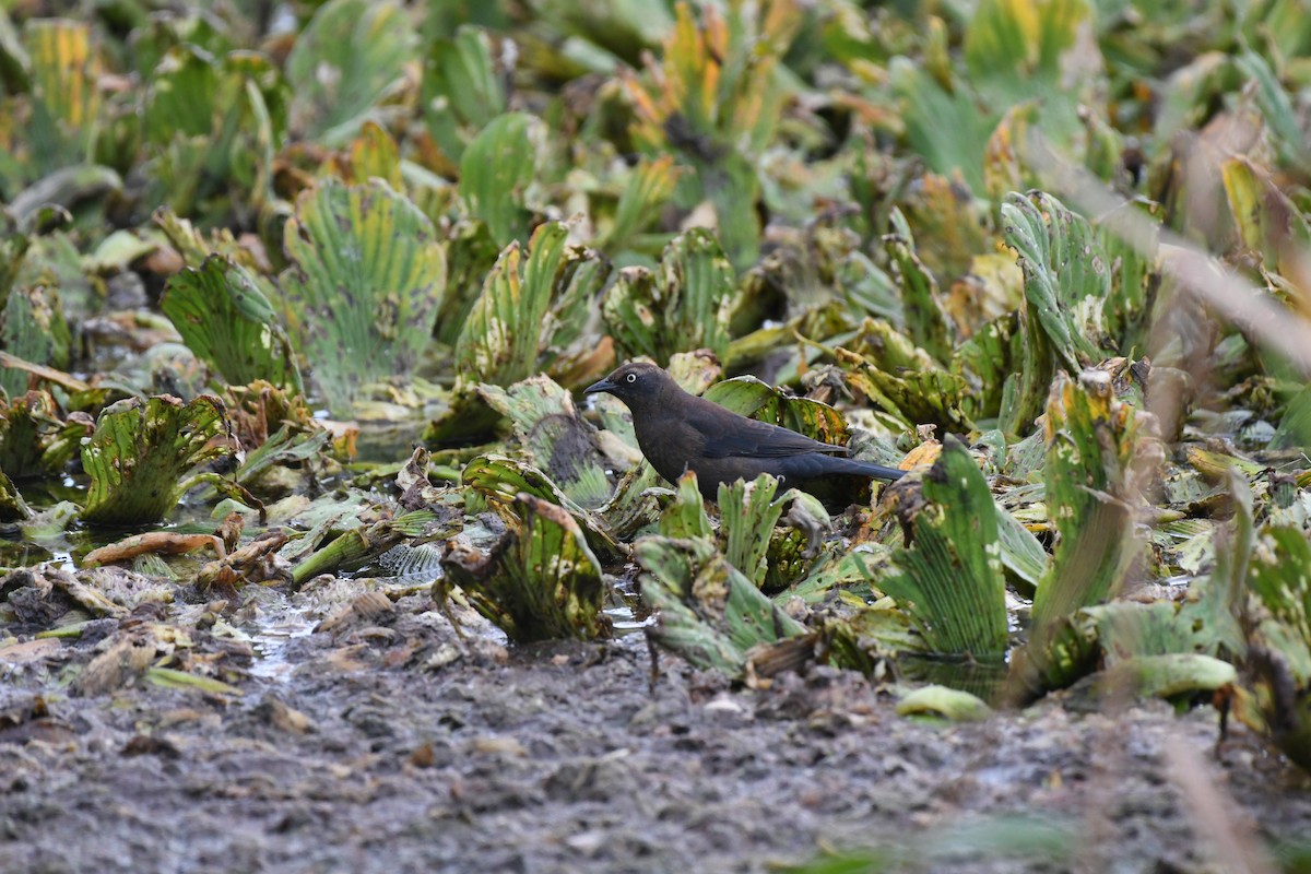 Rusty Blackbird - ML611555354