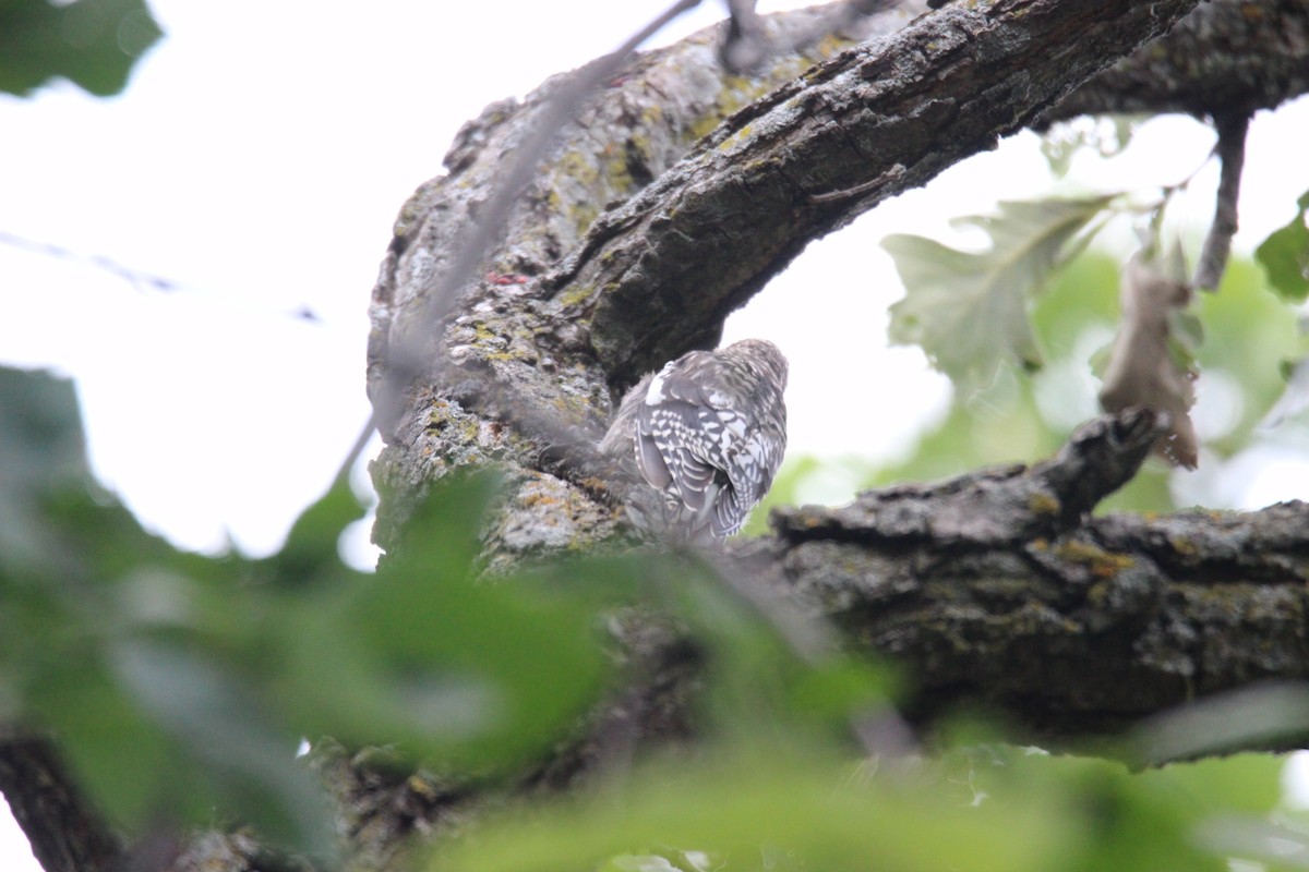 Yellow-bellied Sapsucker - ML611555368