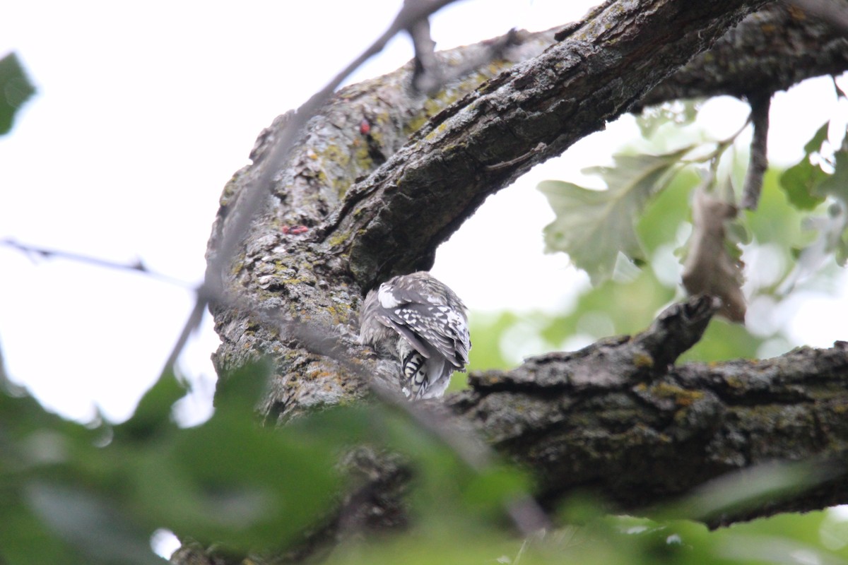 Yellow-bellied Sapsucker - ML611555369