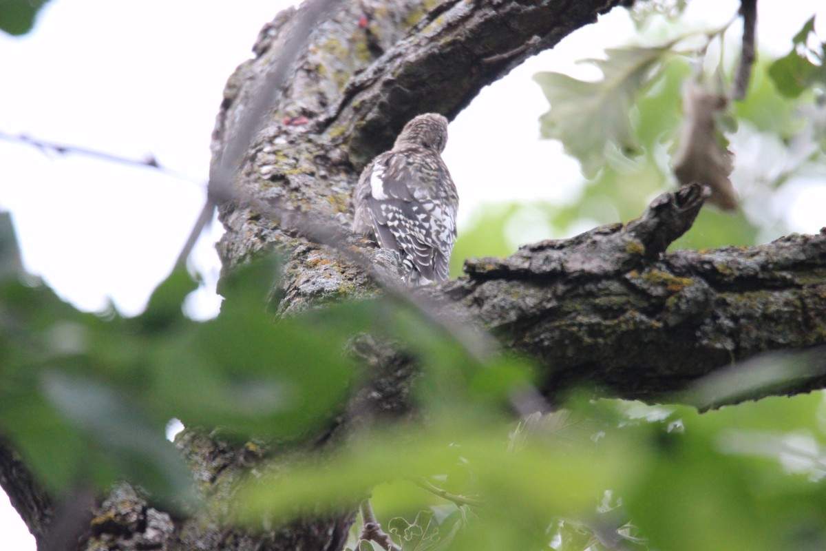 Yellow-bellied Sapsucker - ML611555371