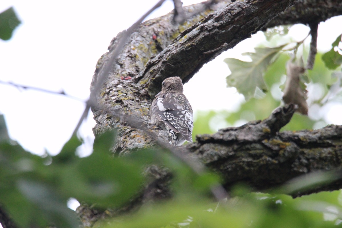 Yellow-bellied Sapsucker - ML611555372