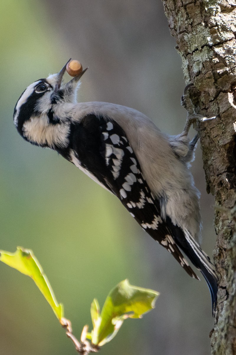 Downy Woodpecker - ML611555396