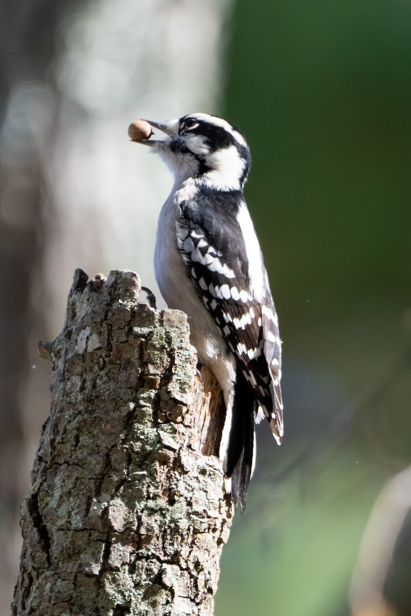 Downy Woodpecker - ML611555397