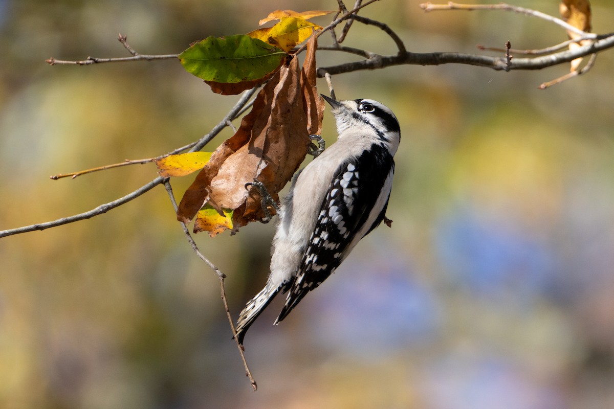 Downy Woodpecker - ML611555400