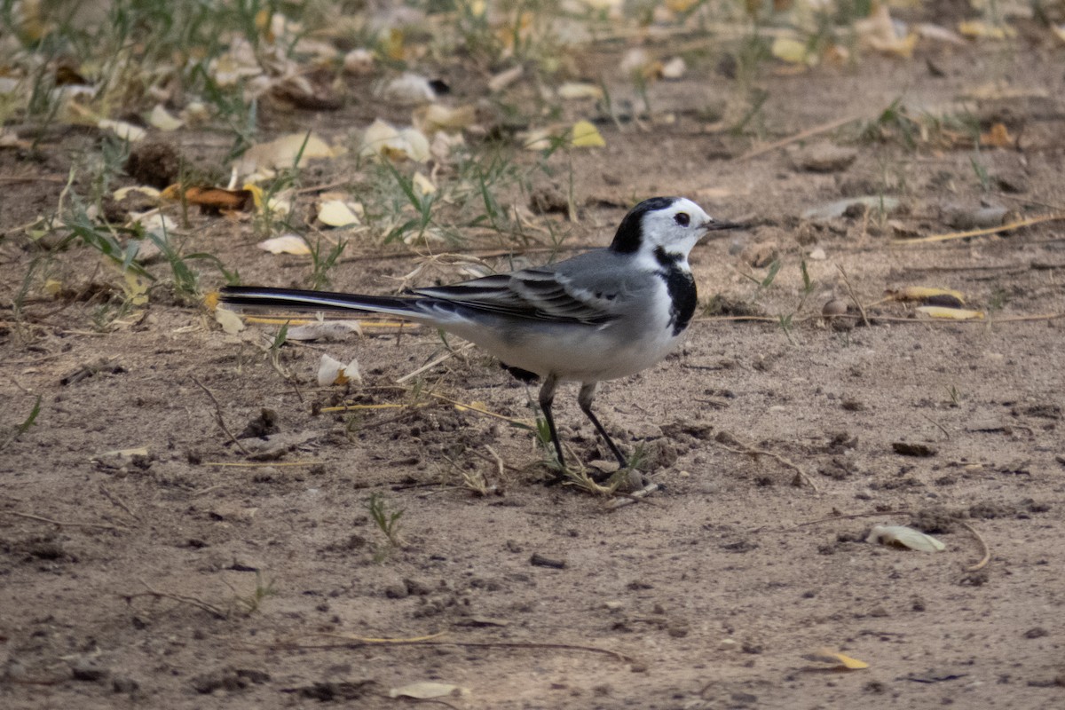 White Wagtail - ML611555439