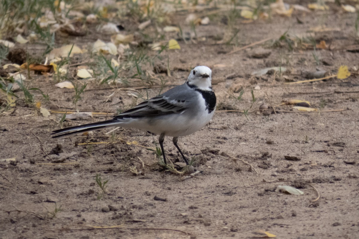 White Wagtail - ML611555440