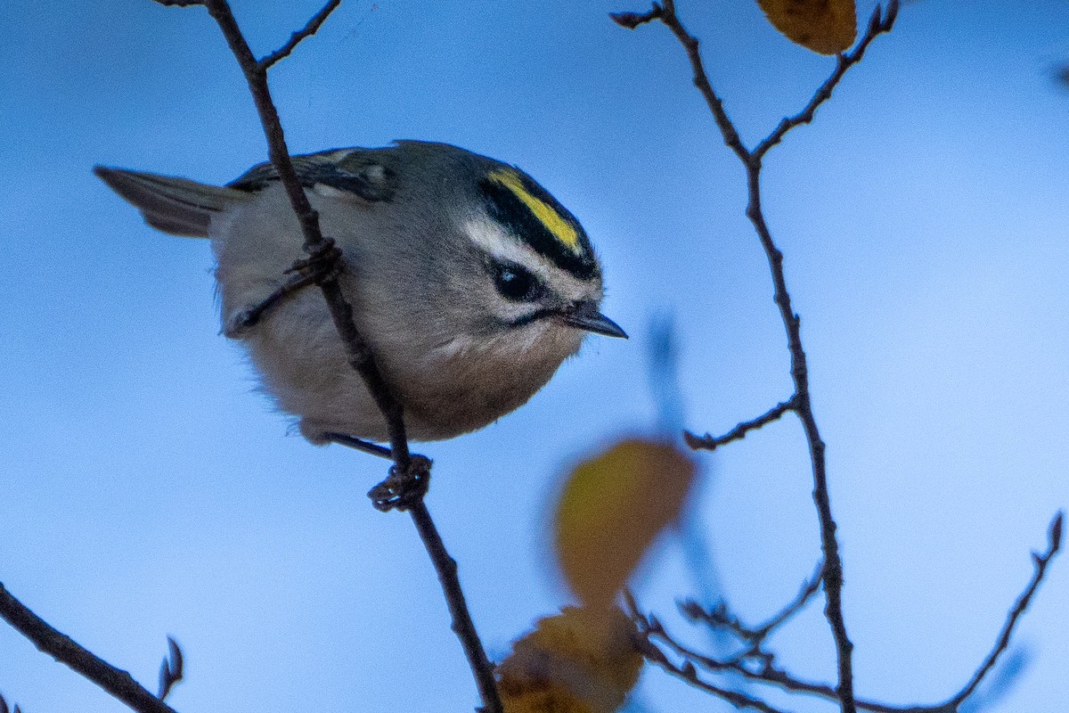 Golden-crowned Kinglet - ML611555509
