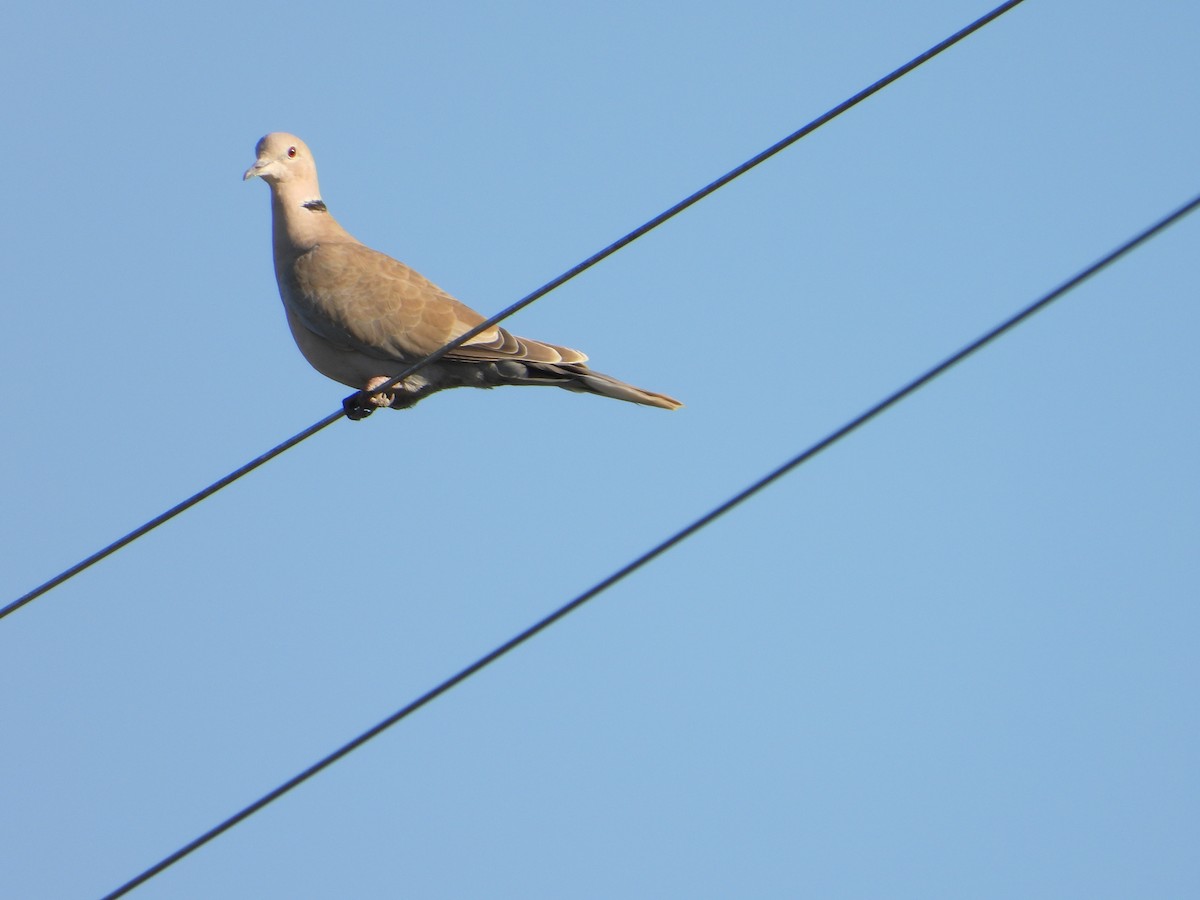 Eurasian Collared-Dove - ML611555569