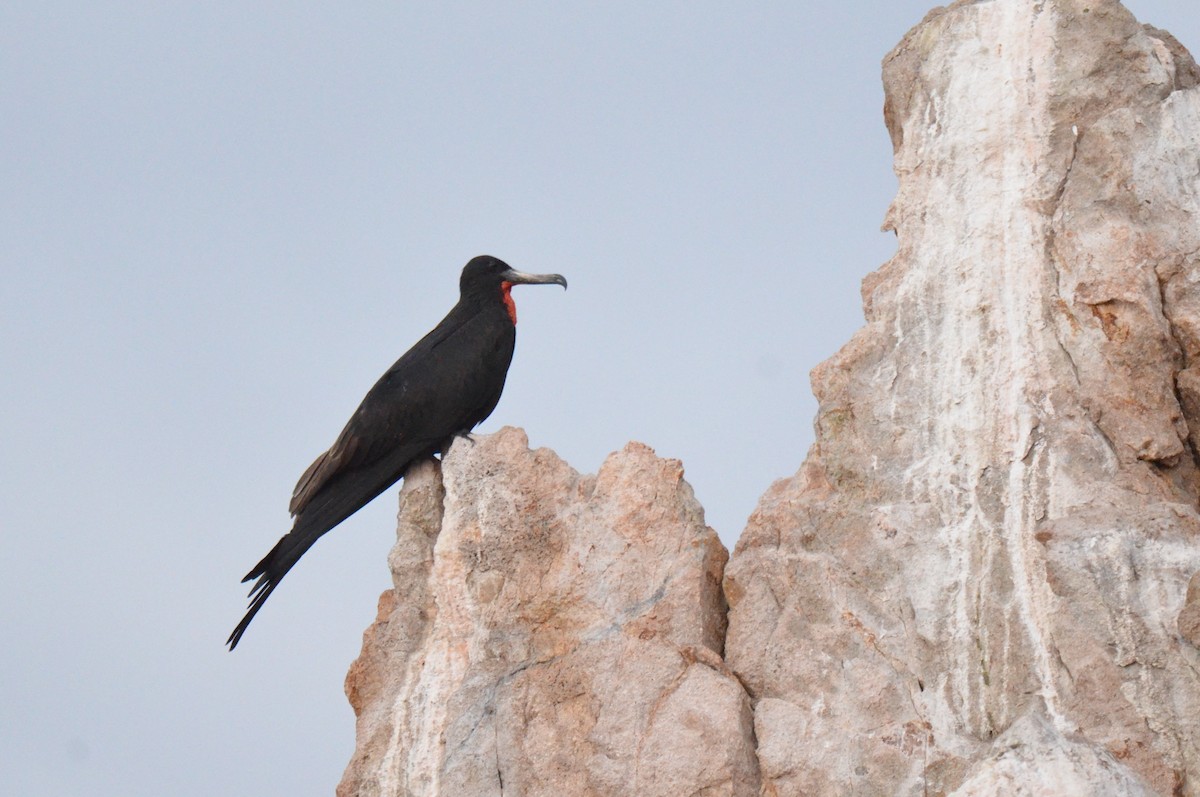 Magnificent Frigatebird - ML611555749