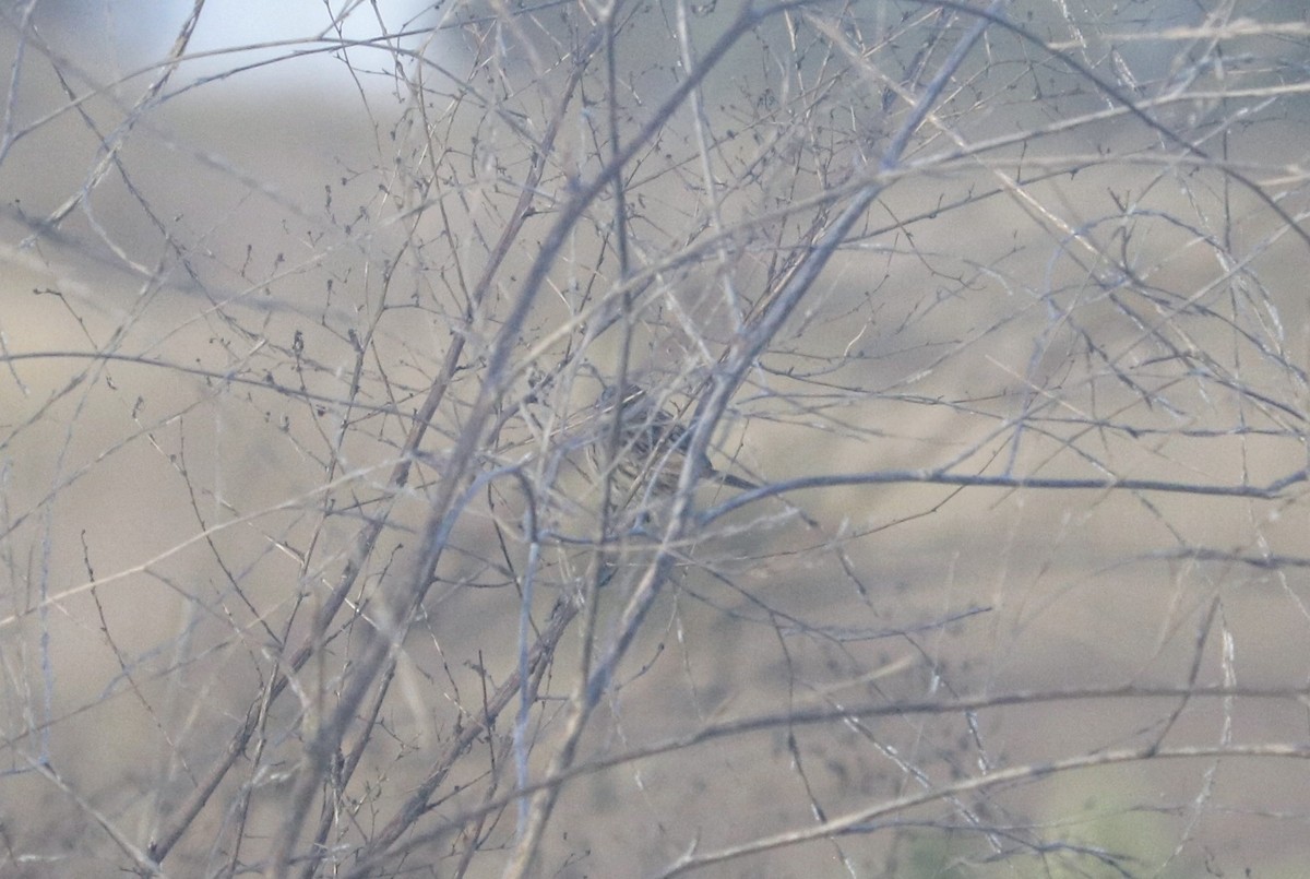 LeConte's Sparrow - ML611555787