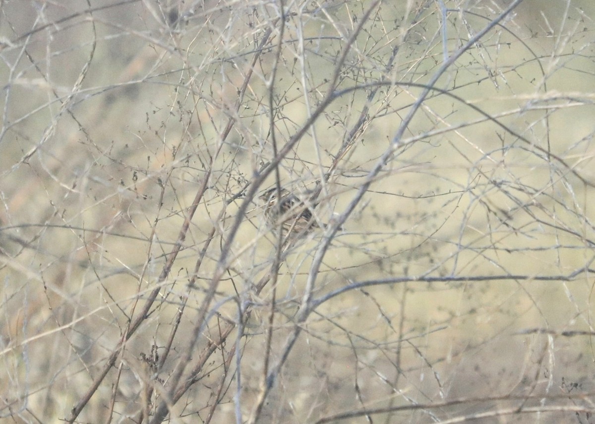 LeConte's Sparrow - ML611555788