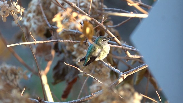 Anna's Hummingbird - ML611555980