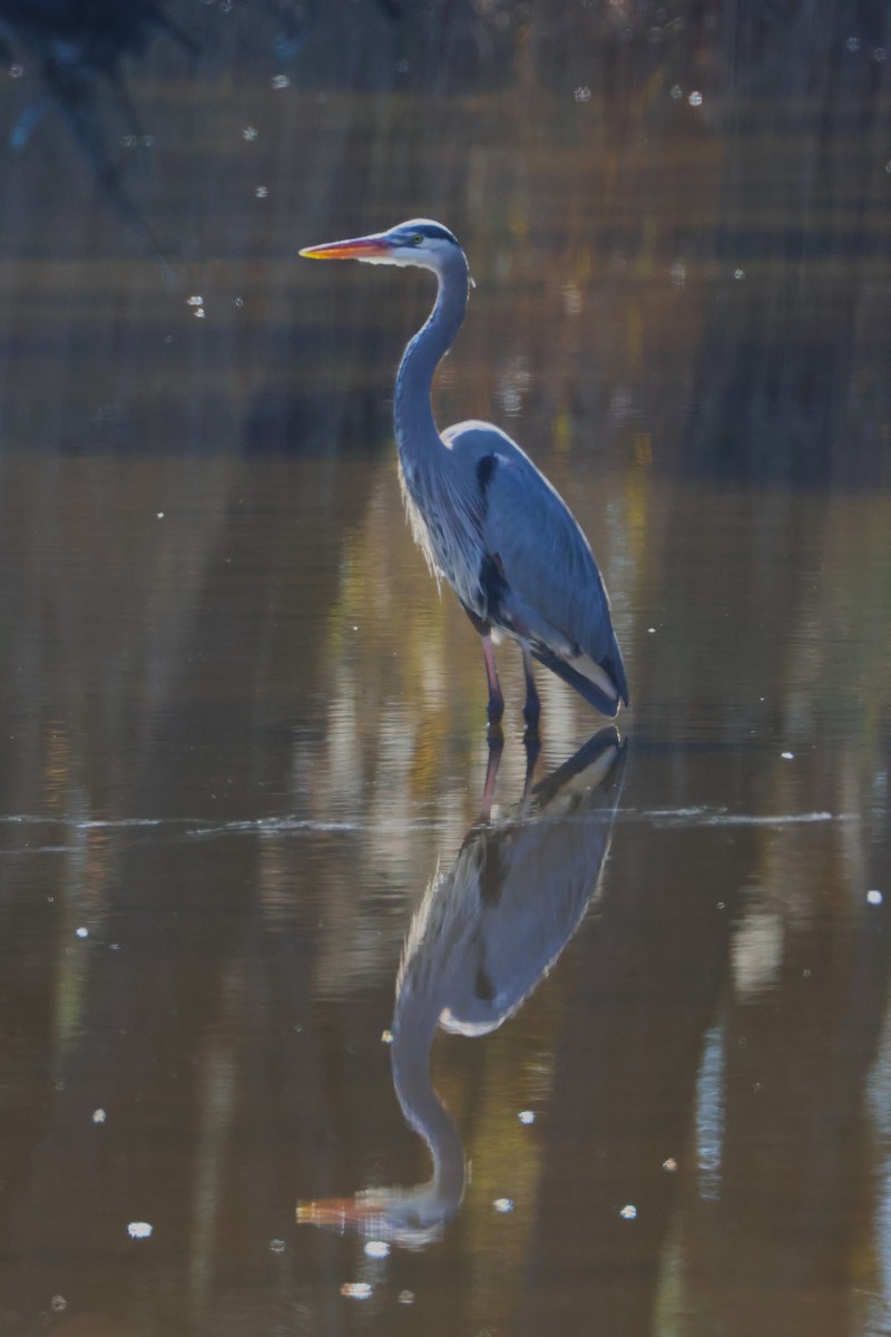 Great Blue Heron - ML611555983