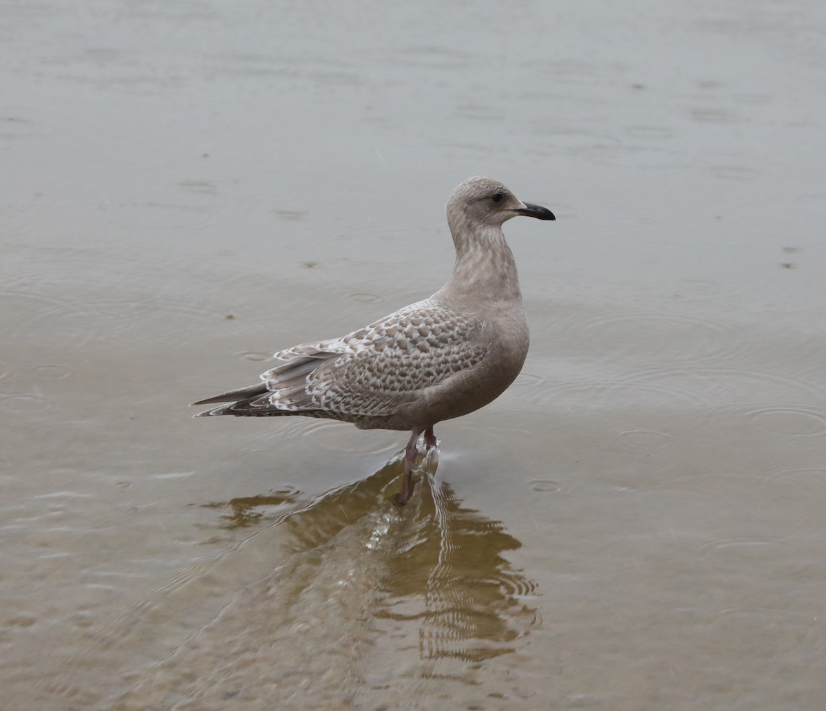 Goéland arctique (thayeri) - ML611555991