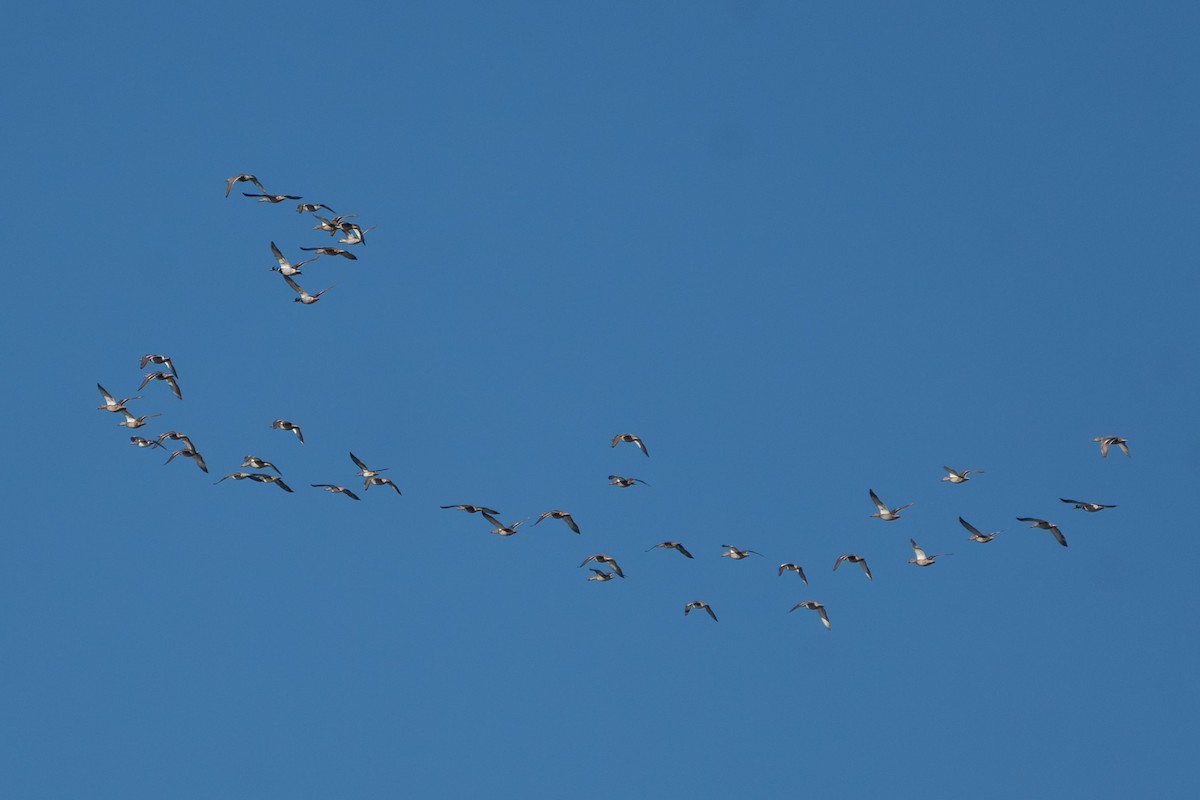 Mallard - Carole Rose