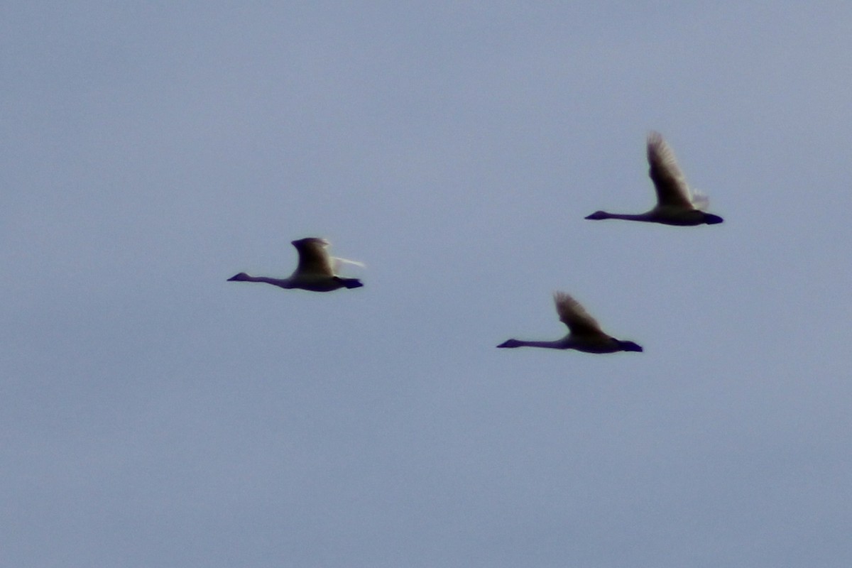 Tundra Swan - ML611556353