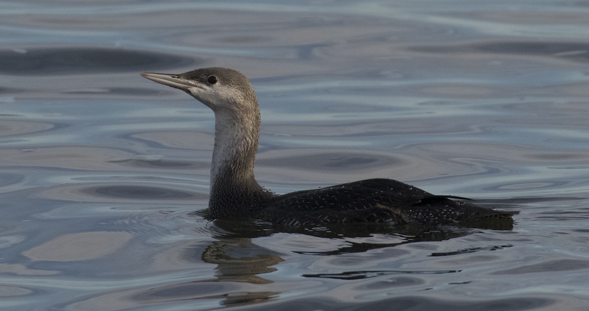 Red-throated Loon - ML611556378