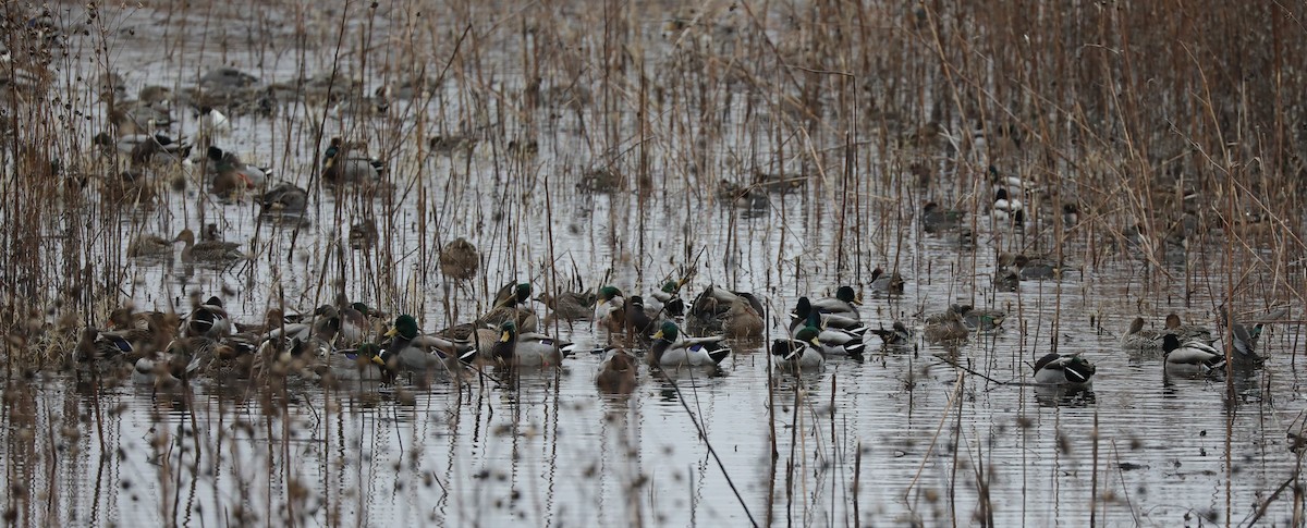 Mallard - Laurel Barnhill