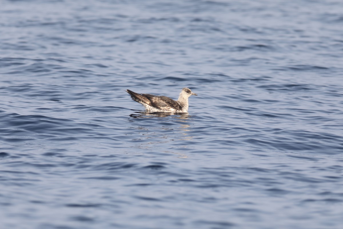 Parasitic Jaeger - ML611556568