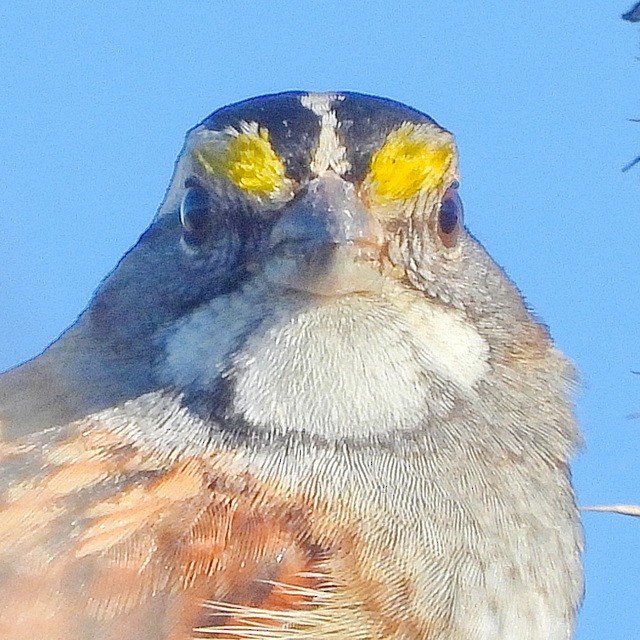 White-throated Sparrow - ML611556612