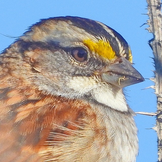 White-throated Sparrow - ML611556613