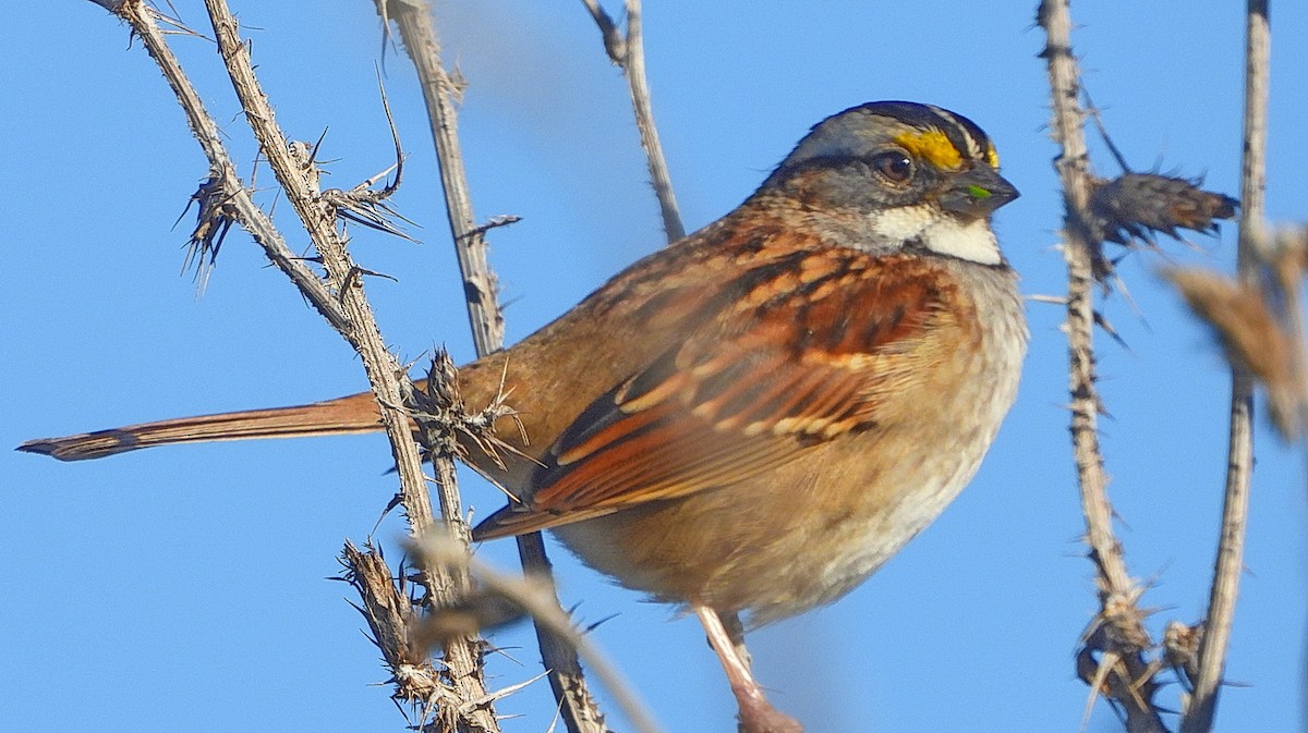 White-throated Sparrow - ML611556614