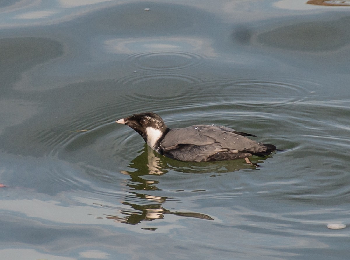 Ancient Murrelet - ML611556755