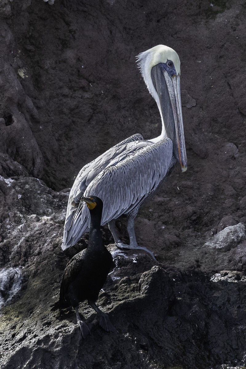 pelikán hnědý - ML611556867