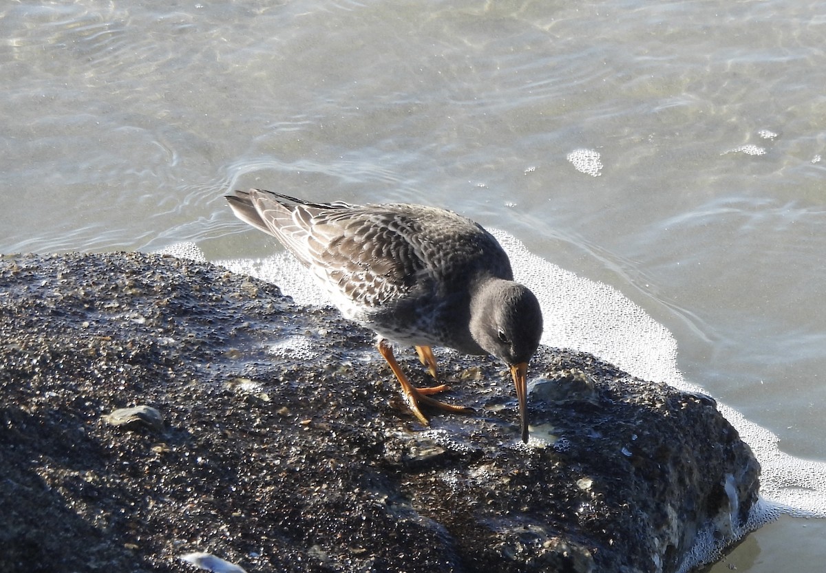 Purple Sandpiper - ML611556933